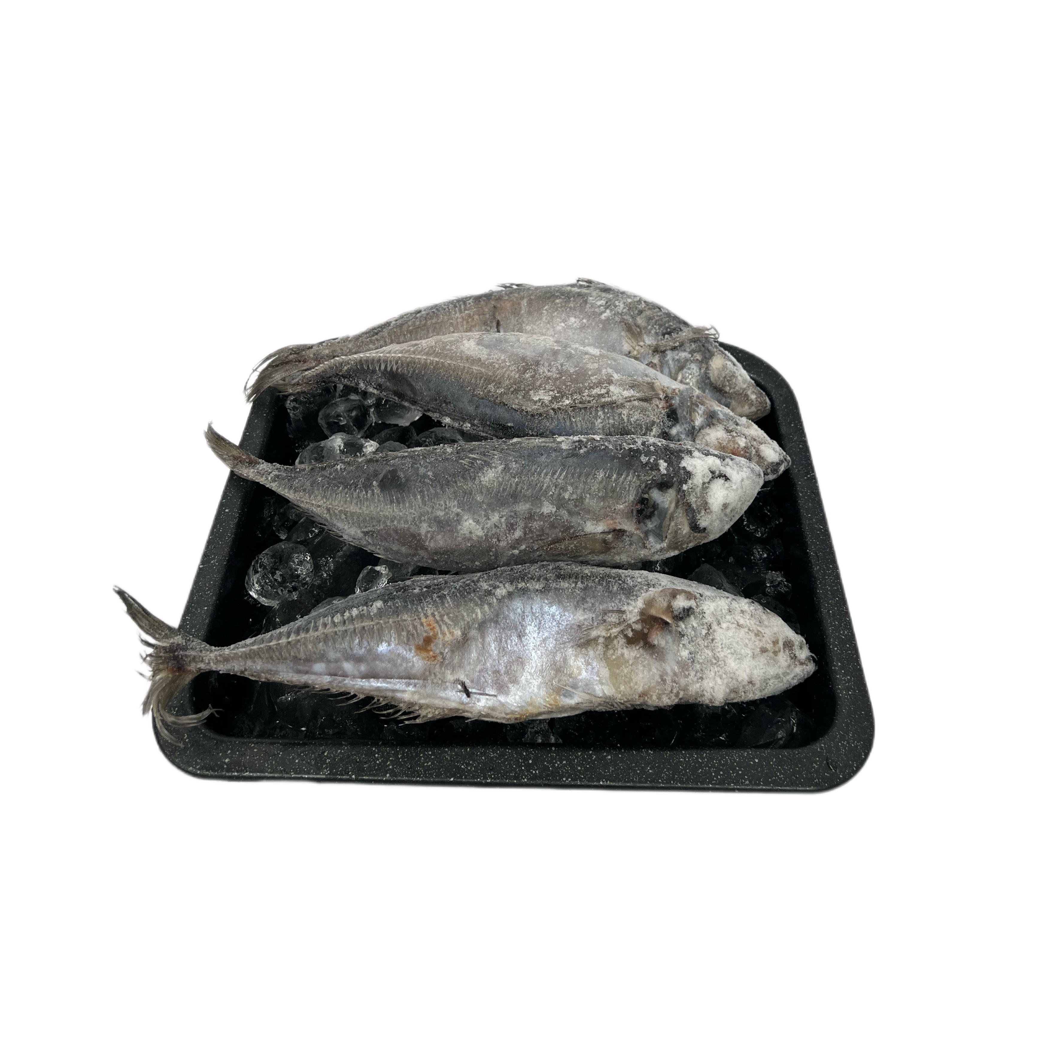 Horse Mackerel (kote)