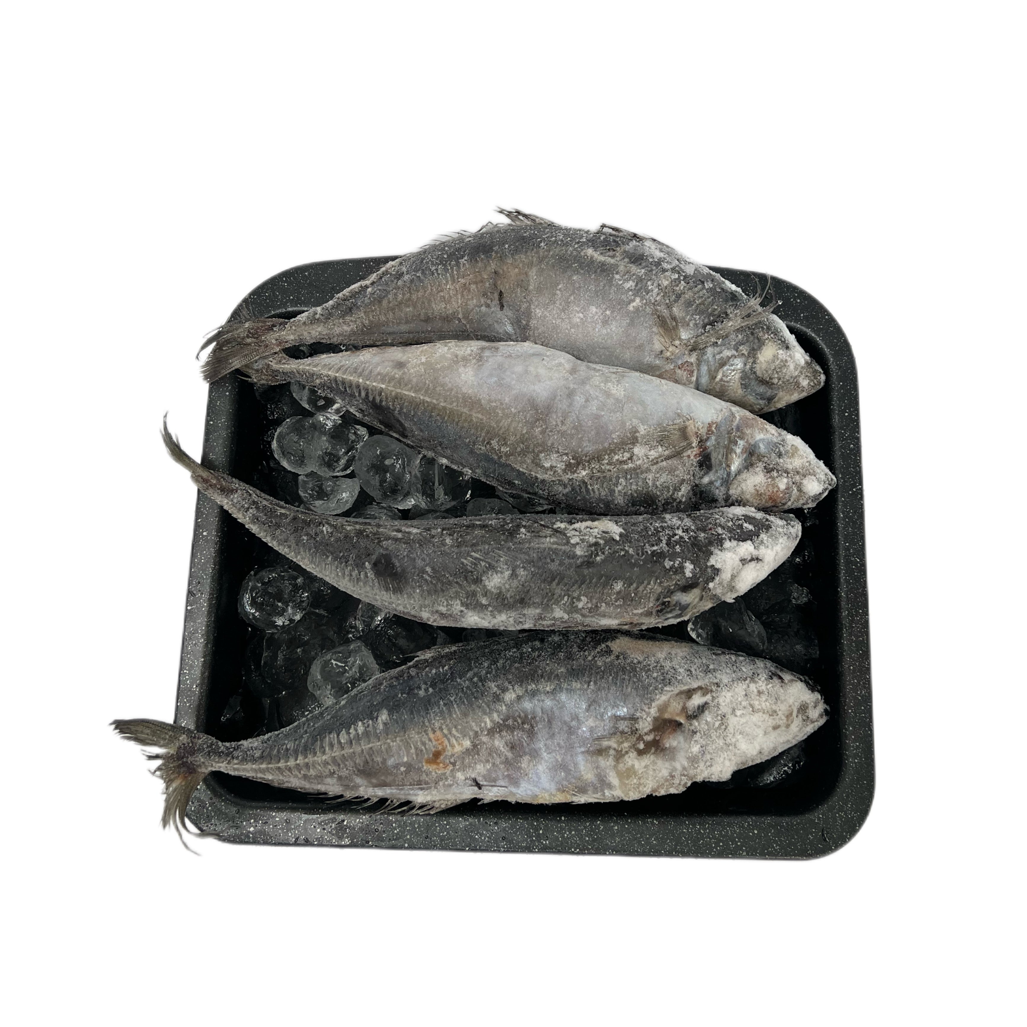 Horse Mackerel (kote)